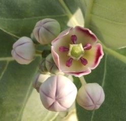 Close-up of blooming flower and four buds from giant milkweed plant