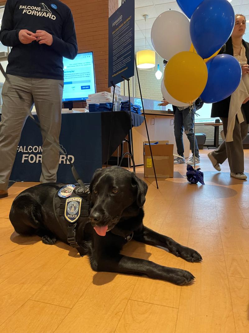Blue the comfort dog in front of balloons