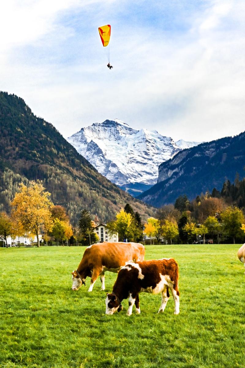 Two cows craze in a verdant meadow nested at the feet of snowcapped mountains, while a skydiver looms overhead, a few hundred feet away from touching ground.